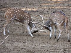 reve d'agression - interpretation des reves