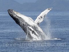 reve de baleine - interpretation des reves