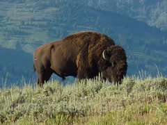 reve de bison - interpretation des reves