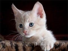 reve de chaton - interpretation des reves