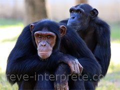 reve de chimpanze - interpretation des reves