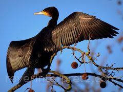 reve de cormoran - interpretation des reves