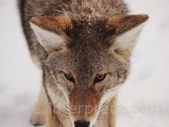 reve de coyote - interpretation des reves