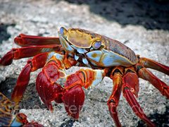 reve de crabe - interpretation des reves