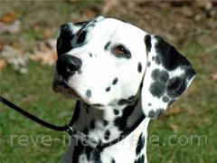 reve de dalmatien - interpretation des reves