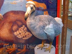 reve de dodo - interpretation des reves