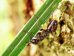 reve de fourmi - interpretation des reves