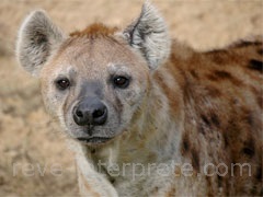 reve de hyene - interpretation des reves