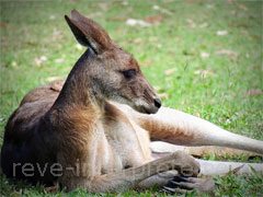 reve de kangourou - interpretation des reves