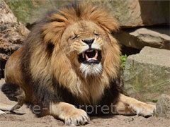 reve de lion - interpretation des reves