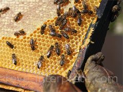 reve de ruche - interpretation des reves