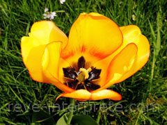 reve de tulipe - interpretation des reves