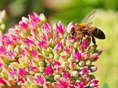 reve d'abeille - interpretation des reves