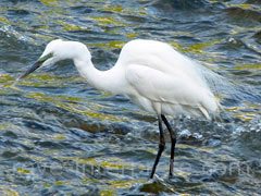 reve d'aigrette - interpretation des reves