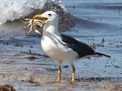 reve d'albatros - interpretation des reves