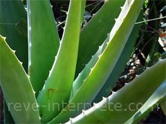 reve d'aloes - interpretation des reves