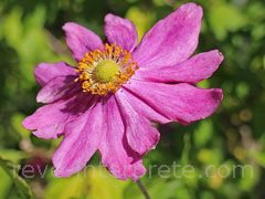 reve d'anemone - interpretation des reves