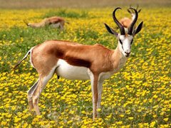 reve d'antilope - interpretation des reves