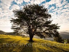 reve d'arbre - interpretation des reves