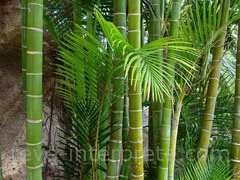 reve de bambou - interpretation des reves