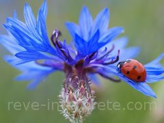 reve de bleuets - interpretation des reves