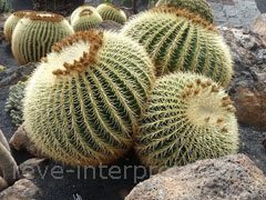 reve de cactus - interpretation des reves