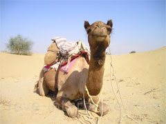 reve de chameau - interpretation des reves