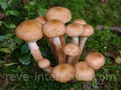 reve de champignon - interpretation des reves