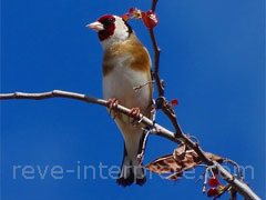 reve de chardonneret - interpretation des reves