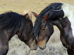 reve de cheval - interpretation des reves