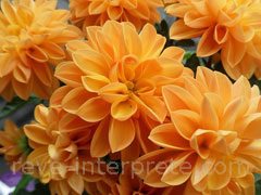 reve de chrysantheme - interpretation des reves