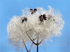 reve de coton - interpretation des reves