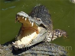 reve de crocodile - interpretation des reves