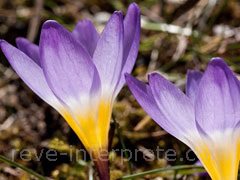 reve de crocus - interpretation des reves