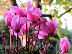 reve de cyclamen - interpretation des reves