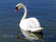 reve de cygne - interpretation des reves