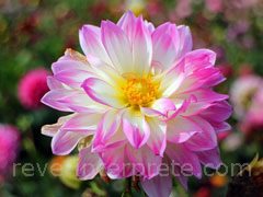 reve de dahlia - interpretation des reves