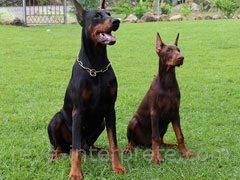 reve de doberman - interpretation des reves