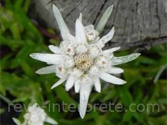 reve d'edelweiss - interpretation des reves