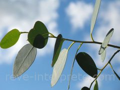 reve d'eucalyptus - interpretation des reves