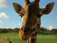 reve de girafe - interpretation des reves