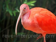 reve d'ibis - interpretation des reves