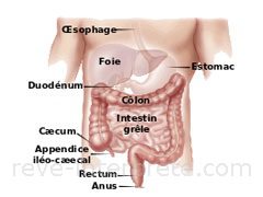 reve d'intestins - interpretation des reves