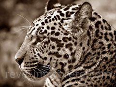 reve de jaguar - interpretation des reves