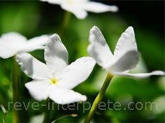 reve de jasmin - interpretation des reves