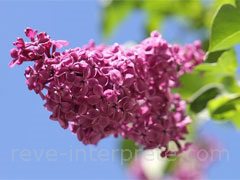 reve de lilas - interpretation des reves