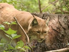 reve de lynx - interpretation des reves