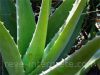 rever aloes