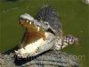 rever crocodile