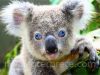 rever koala